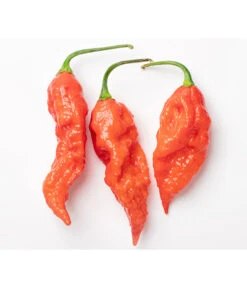 Geisterchili -Ecopotos Geschaft 8830630 WE DE 001 IndischerGeisterchili