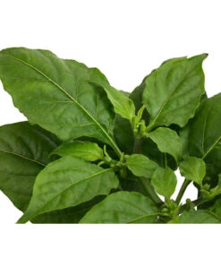 Geisterchili -Ecopotos Geschaft 8830630 WE DE 002 IndischerGeisterchili