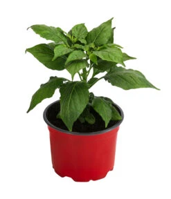 Geisterchili -Ecopotos Geschaft 8830630 WE FS 002 IndischerGeisterchili