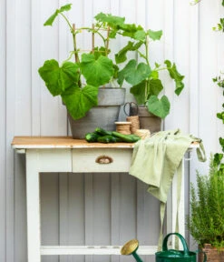 Bioland Gurke, Veredelt -Ecopotos Geschaft 8830663 WE MO 002 Gurke CucurbitaePepoZucchiniGruen 1