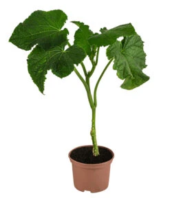 Schlangengurke 9 Schlangengurke -Ecopotos Geschaft 8830788 WE FS 001 Schlangengurke