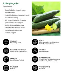Schlangengurke 13 Schlangengurke -Ecopotos Geschaft 8830788 WE IG 001 Schlangengurke