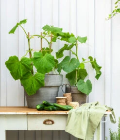 Snackgurke 10 Snackgurke -Ecopotos Geschaft 8830960 20200717 PR MO 001 Gurke CucurbitaePepoZucchiniGruen 2021 GC13 01