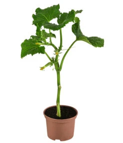 Snackgurke 8 Snackgurke -Ecopotos Geschaft 8830960 WE FS 001 SnackgurkeDehnerExpressHerzig