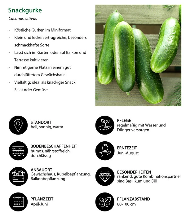 Snackgurke 7 Snackgurke – Bild 5