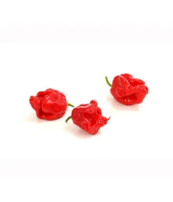 Chili 'Carolina Reaper' 9 Chili 'Carolina Reaper' -Ecopotos Geschaft 8831133 PR DE 002 ChiliPeperoniCarolinaReaperCapsicumChinenseT12DehnerExpressHerzig