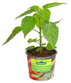 Chili 'Carolina Reaper' 8 Chili 'Carolina Reaper' -Ecopotos Geschaft 8831133 WE FS 001 ChiliCarolinaReaperDehnerExpressHerzig