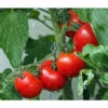 Bioland Buschtomate 1 Bioland Buschtomate -Ecopotos Geschaft 8831968 WE MO 001 BioBuschtomate