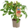 Pick-a-Tom® Cocktailtomate Mit Früchten, Rot 2 Pick-a-Tom® Cocktailtomate Mit Früchten, Rot -Ecopotos Geschaft 8838757 PR FS 002 PickaTomCherrytomateRotT14DehnerExpressHerzig