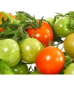 Pick-a-Tom® Cocktailtomate Mit Früchten, Rot -Ecopotos Geschaft 8838757 WE DE 001 PickaTomCherrytomateRotT14