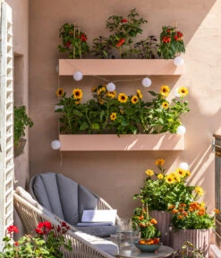 Pick-a-Tom® Cocktailtomate Mit Früchten, Rot -Ecopotos Geschaft 8838757 WE MO 001 SonnenbalkonPickaTom