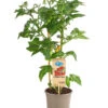 Pick-a-Tom® Cocktailtomate 'Candy' Mit Früchten -Ecopotos Geschaft 8838815 PR FS 002 PickaTomBeerentomateCandyT14DehnerExpressHerzig