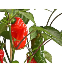 Pick-a-Pep® Snackpaprika Mit Früchten 7 Pick-a-Pep® Snackpaprika Mit Früchten -Ecopotos Geschaft 8838823 SnackpaprikaRotMitFrucht