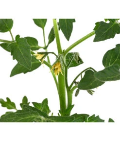 Tomate 'Previa' -Ecopotos Geschaft 8839136 WE DE 001 TomatePrevia