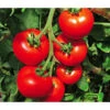 Tomate 'Previa' -Ecopotos Geschaft 8839136 WE MO 001 TomatePrevia