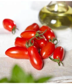 Mini San-Marzano Tomate 'Trilly' -Ecopotos Geschaft 8839144 PR MO 0001 TomateTrillyRenner