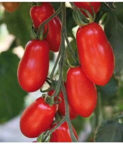 Mini San-Marzano Tomate 'Trilly' -Ecopotos Geschaft 8839144 we DE 001 TomateTrilly