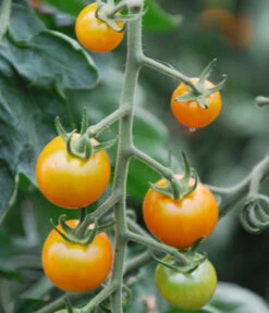 Cherrytomate 'Sungold' -Ecopotos Geschaft 8839326 WE DE 001 TomateSungoldGelbCherrytomate