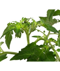 Cherrytomate 'Sungold' -Ecopotos Geschaft 8839326 WE DE 002 TomateSundgoldCocktailGelb