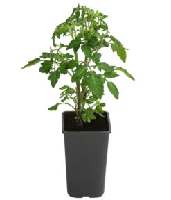 Cherrytomate 'Sungold' -Ecopotos Geschaft 8839326 WE FS 001 TomateSundgoldCocktailGelb