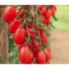 Mini San-Marzano Tomate 'Trilly' 1 Mini San-Marzano Tomate 'Trilly' -Ecopotos Geschaft 8839326 WE MO 002 PflaumentomateTrilly