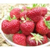Erdbeere 'Hummi®-Meraldo' 2 Erdbeere 'Hummi®-Meraldo' -Ecopotos Geschaft 8841124 PR MO 001 ErdbeereHummiMeraldoMeraldoHummiRet