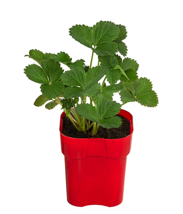 XXL Erdbeere 'Korona' 4 XXL Erdbeere 'Korona' – Bild 2