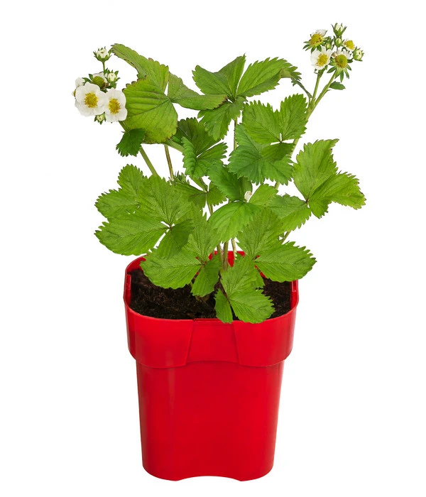 XXL Erdbeere 'Maxim' 3 XXL Erdbeere 'Maxim'