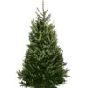 Fraser-Tanne, Ca. 175-200 Cm, Gesägt 1 Fraser-Tanne, Ca. 175-200 Cm, Gesägt -Ecopotos Geschaft 8995078 PR FS 001 AbiesFraseri175 200GesaegtFraserTanneDehnerExpressHerzig