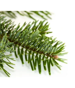 Nordmann-Tanne, Ca. 100-150 Cm, Gesägt 8 Nordmann-Tanne, Ca. 100-150 Cm, Gesägt -Ecopotos Geschaft 8995896 BildD 001 Nordmanntanne