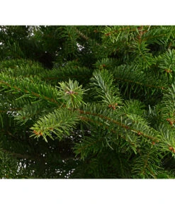 Nordmann-Tanne, Ca. 100-125 Cm, Im Topf Gewachsen -Ecopotos Geschaft 8995953 WE DE 001 AbiesNordmannianaNordmanntanne100 125Container8LiterDehnerExpressHerzig