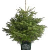Nordmann-Tanne, Ca. 100-125 Cm, Im Topf Gewachsen -Ecopotos Geschaft 8995953 WE FS 001 AbiesNordmannianaNordmanntanne100 125Container8LiterDehnerExpressHerzig