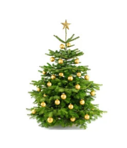 Nordmann-Tanne, Ca. 100-150 Cm, Gesägt 9 Nordmann-Tanne, Ca. 100-150 Cm, Gesägt -Ecopotos Geschaft 8996480 BildFS 004 AbiesNordmannStandard