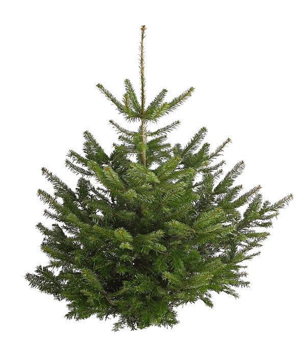 Nordmann-Tanne, Ca. 100-150 Cm, Gesägt 3 Nordmann-Tanne, Ca. 100-150 Cm, Gesägt