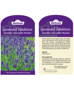 Lavendel 'Olympia' 7 Lavendel 'Olympia' -Ecopotos Geschaft LavendelOlympia