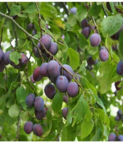 Zwetschge 'Kulinaria-Toptaste' -Ecopotos Geschaft M200006349 WE MO 001 ZwetschgeKulinariaToptastePixabay