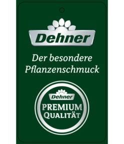 Schmetterlingsorchidee - Phalaenopsis Cultivars 'Umbrella', Verschiedene Sorten 26 Schmetterlingsorchidee - Phalaenopsis Cultivars 'Umbrella', Verschiedene Sorten -Ecopotos Geschaft PremiumPhalaenopsis Phala 04052016 1