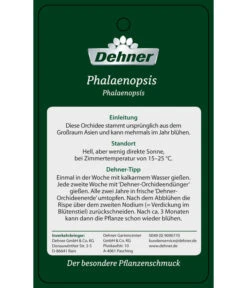 Schmetterlingsorchidee - Phalaenopsis Cultivars 'Umbrella', Verschiedene Sorten 27 Schmetterlingsorchidee - Phalaenopsis Cultivars 'Umbrella', Verschiedene Sorten -Ecopotos Geschaft PremiumPhalaenopsis Phala 04052016 2