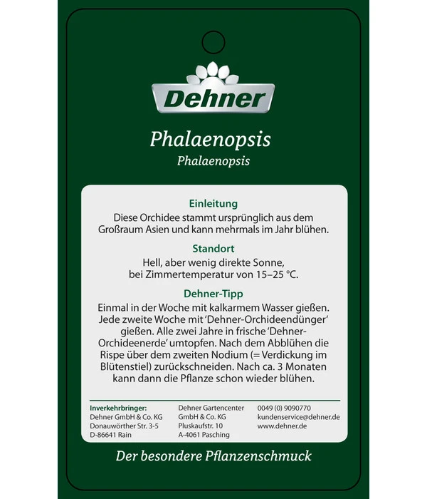 Schmetterlingsorchidee - Phalaenopsis Cultivars 'Umbrella', Verschiedene Sorten 15 Schmetterlingsorchidee - Phalaenopsis Cultivars 'Umbrella', Verschiedene Sorten – Bild 13