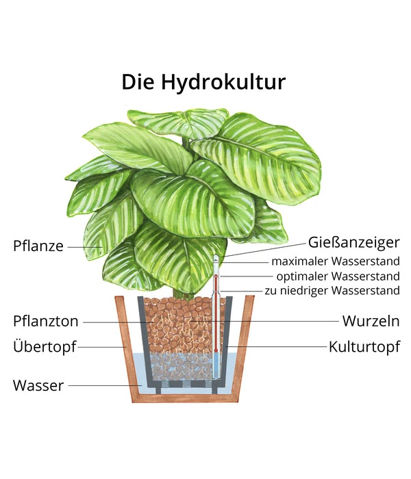 Afrikanische Feige - Ficus Cyathistipula, Hydrokultur 5 Afrikanische Feige - Ficus Cyathistipula, Hydrokultur – Bild 3