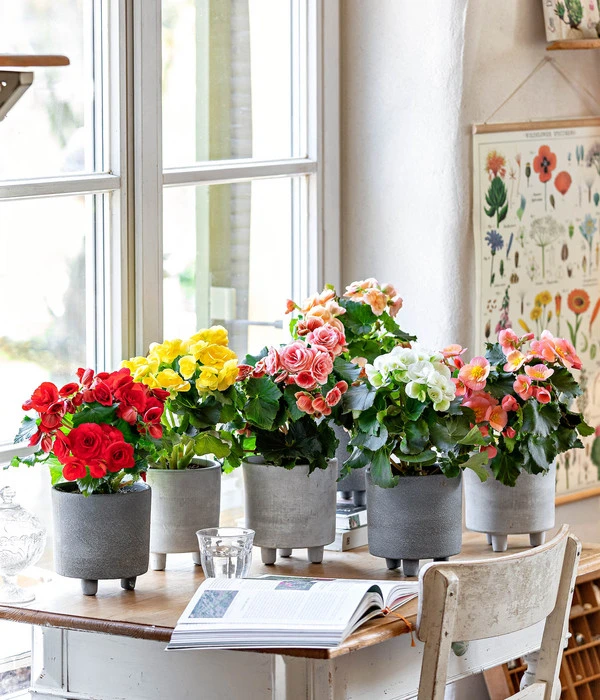 Ecopotos Geschaft -Ecopotos Geschaft 8208357 WE MO 001 EliatorBegonie