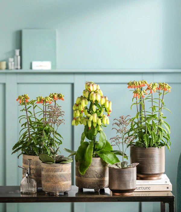 Ecopotos Geschaft -Ecopotos Geschaft 8292807 WE MO 001 KalanchoeMagicBellsT14NolaSuze