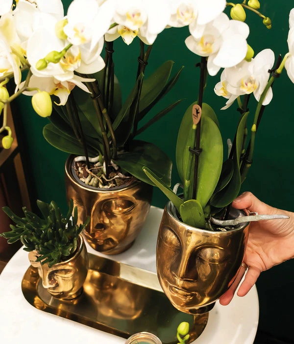 Ecopotos Geschaft -Ecopotos Geschaft 8401275 WE MO 001 PflanzensetBoutiqueChic